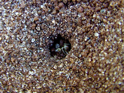 Forelius ants closing entrance to nest. Photo: Francis
Ratnieks