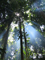 Rainforest, Papua New Guinea