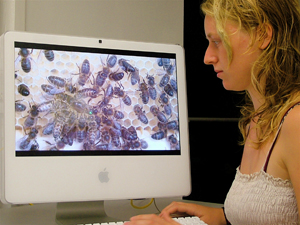 JRA student Heather Moore observing egg-laying behaviour of queen bees