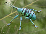 A blue weevil, commonly found in Papua New Guinea