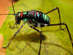 A colourful rainforest cricket