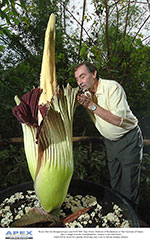 Professor Tony Moore savours the scent of the Titan Arum at the Eden Project
