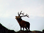 Female red deer prefer the roars of larger stags