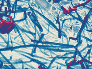 Biological Nanofibres