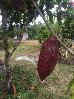 Close up of a cacao fruit at a farm in the buffer zone of Cordillera Azul National Park, Peru