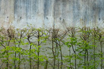 Trees against concrete