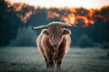 A Highland cattle faces the camera standing in a field as the sun rises