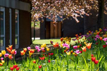 Tulips on campus