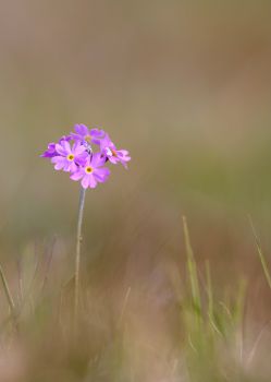 A Bird's-eye primrose.