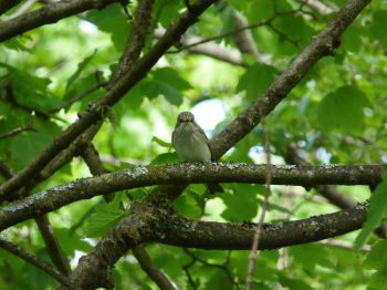 A Spotted Flycatcher perched in a tree