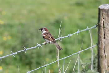 A house sparrow perched on a wire fence