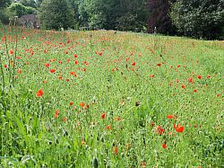 Wildflower meadow with poppies