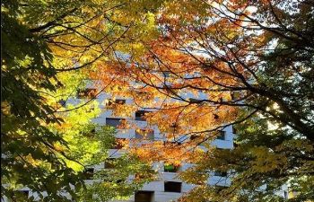 Meeting House viewed through trees