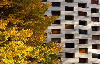 Autumn foliage near Meeting House