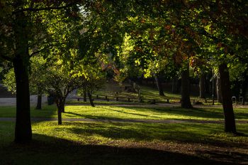 Trees on campus