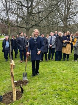 A birch tree being planted by Marion