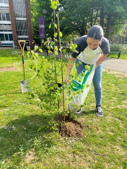 planting tree outside Shawcross Building