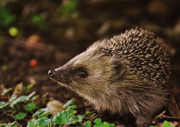 A hedgehog against a unfocused background of shrubbery and dark brown leaves