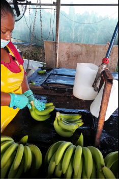 A person employed at a banana packing plant is cleaning and distributing bunches of bananas