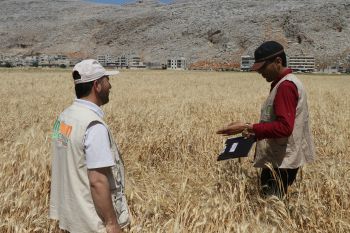 Extension field visit an expert providing guidance to a farmer