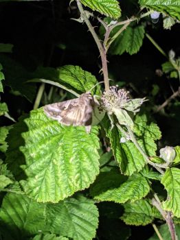 Moths pollinating bramble at night.