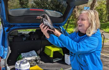 East Sussex Wildlife Rescue & Ambulance Service rescue baby crow on campus