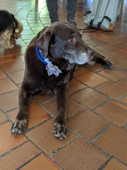 Image shows Leyla, a chocolate labrador wearing a blue colour and flower around their neck laying on the floor