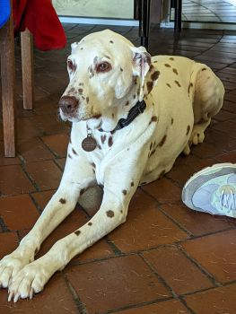 Image shows Daisy, a long legged white with black spots dalmation laying on the ground