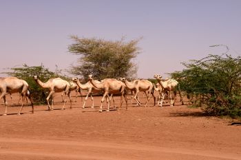 Group of dromedaries in the Sub-Saharan desert