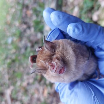 Gloved hand holding a bat