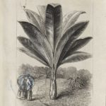 Dalziel, unidentified illustration (1868)