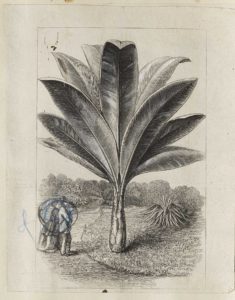 Dalziel, unidentified illustration (1868)
