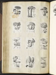 Dalziel, illustrations for W Robinson, Mushroom Culture