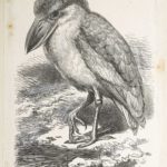 Dalziel after Thomas W Wood, unidentified natural history illustration