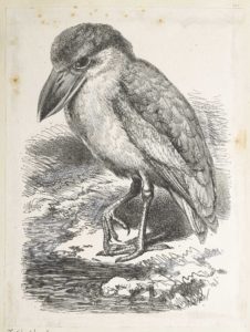 Dalziel after Thomas W Wood, unidentified natural history illustration