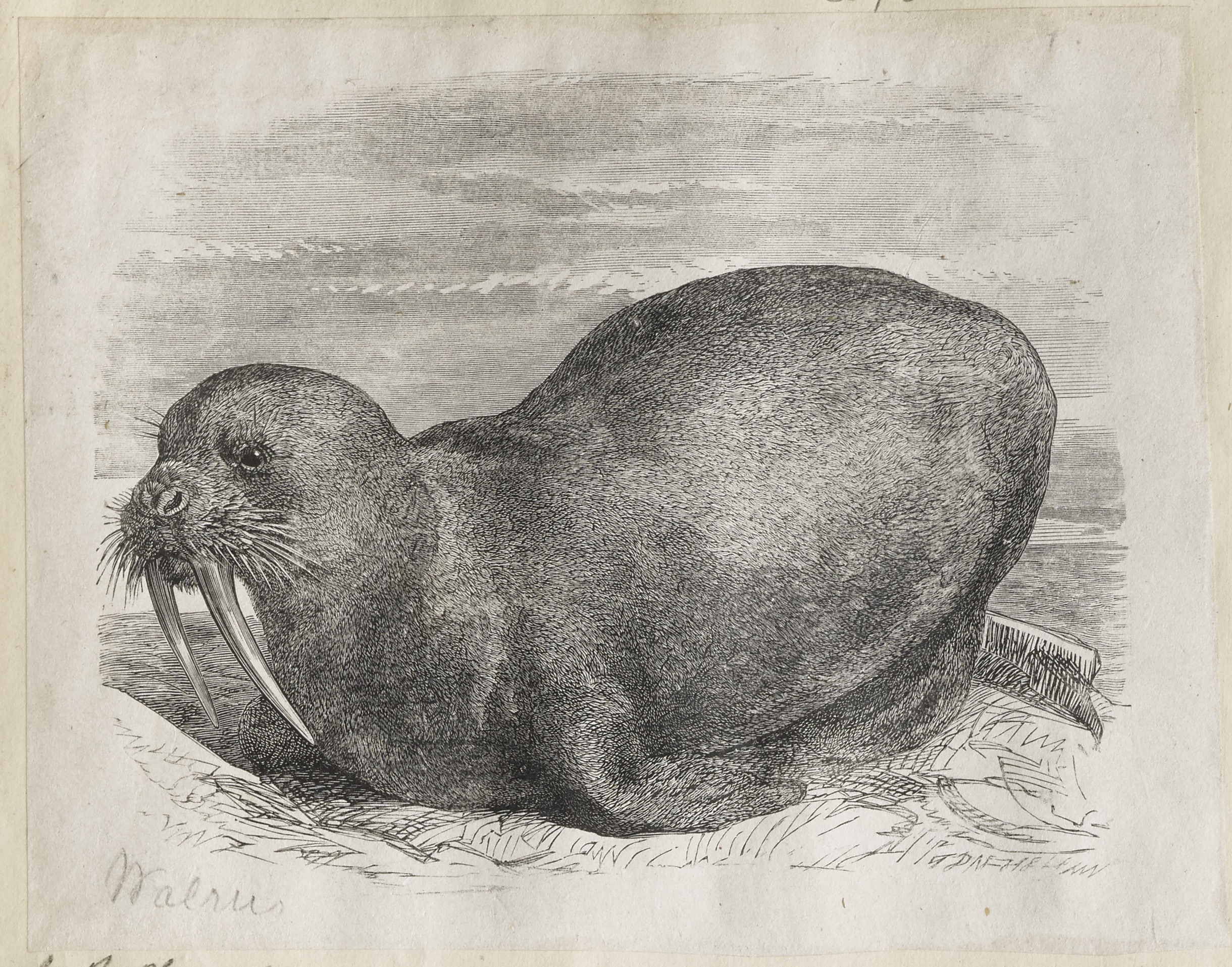 Dalziel Walrus engraving