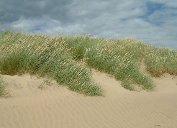 Marram Grass