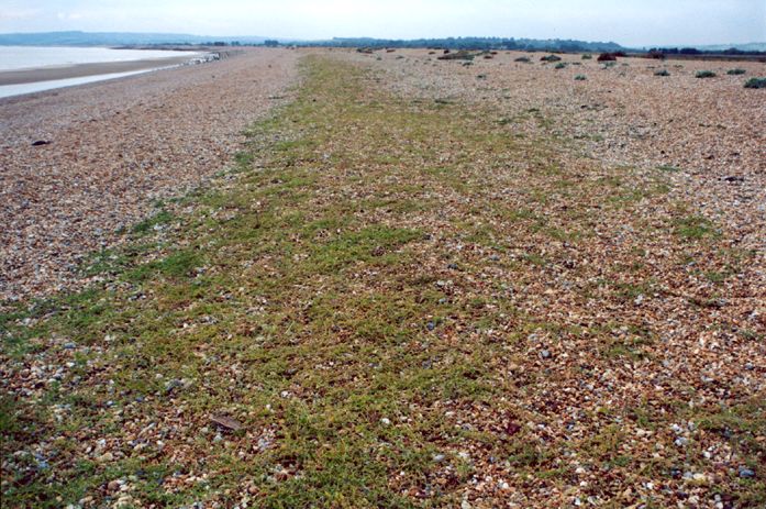 Orache on shingle beach