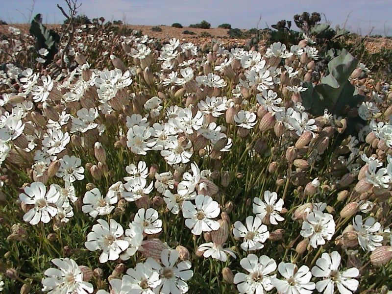 Sea campion