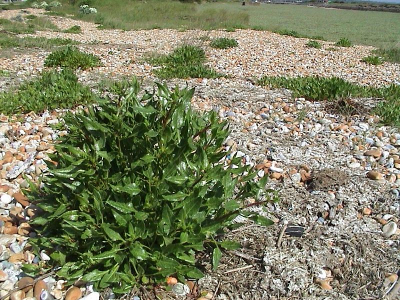 image of Sea Beet