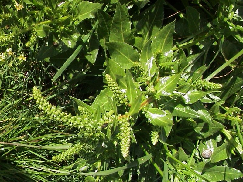 image of Sea Beet