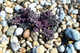 Young Sea Kale