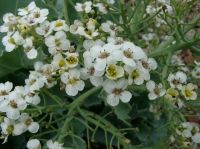 Image of Sea Kale