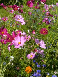 many different coloured flowers