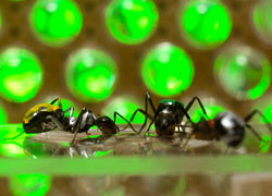 Ants