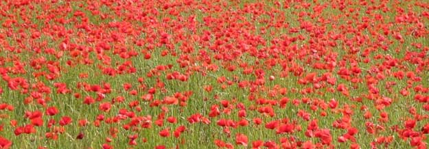 Field of poppies