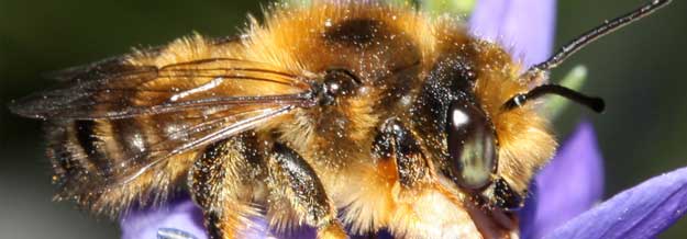 Leaf cutter bee, Megachile willurgbiella male Nick Owens