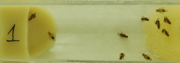 flies on a vial