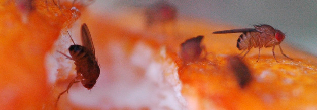 flies on an orange
