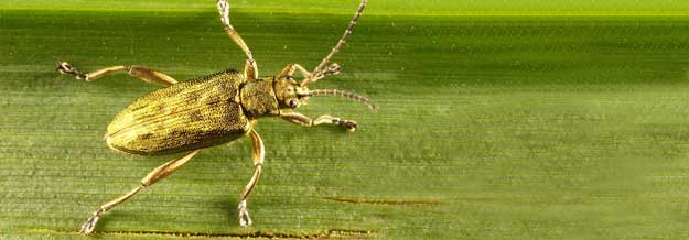 Donacia bicolora Thundery Meadows